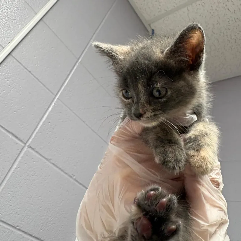 A baby small-sized female Tortoiseshell Domestic Short Hair cat named Emi for adoption in South Elgin, IL