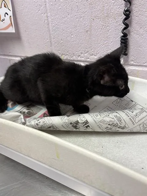 A baby small-sized female Domestic Short Hair cat named Kory for adoption in Jacksonville, FL