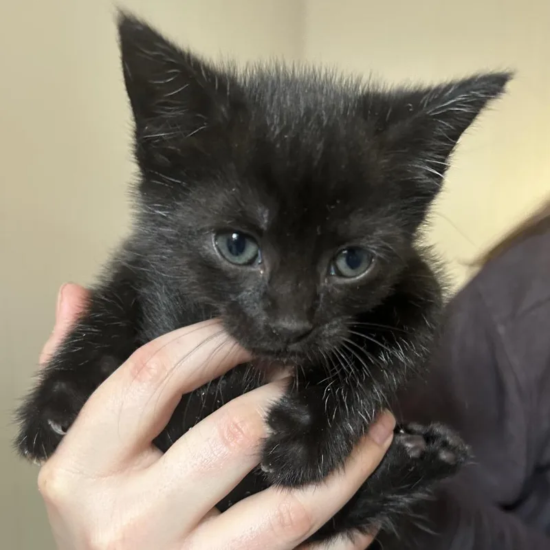 A baby small-sized female Black Domestic Short Hair cat named Baby for adoption in Durham, NC