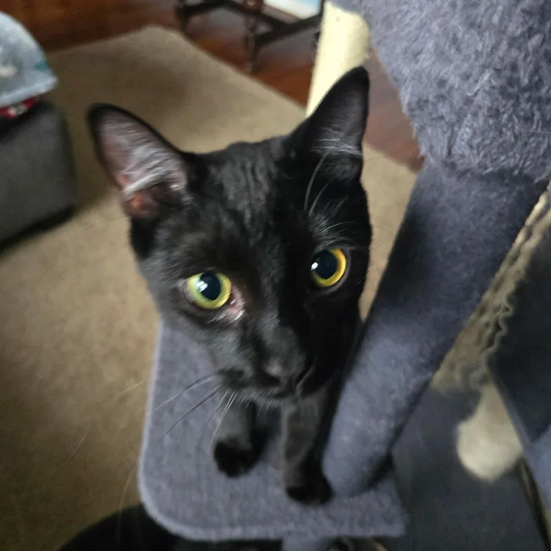 A young medium-sized male Black Domestic Short Hair cat named Prince for adoption in Buffalo, NY