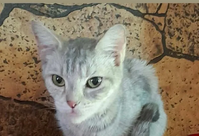 An adult small-sized female Domestic Short Hair cat named Speedy for adoption in South Bend, IN