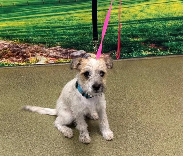 A baby small-sized male Terrier dog named Sullivan for adoption in Moreno Valley, CA