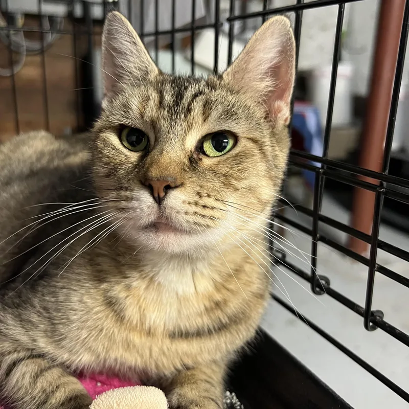 A young medium-sized female Tabby cat named Tiki for adoption in Altoona, PA