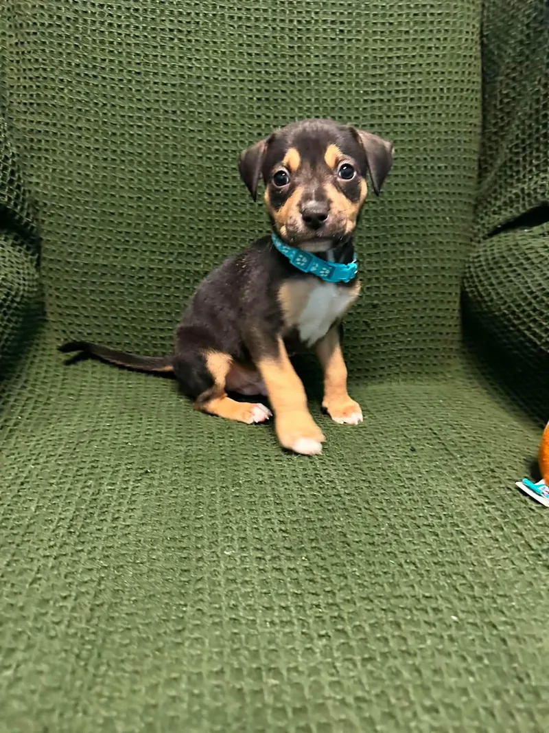 A baby medium-sized male Terrier dog named Teddy for adoption in Walker, LA