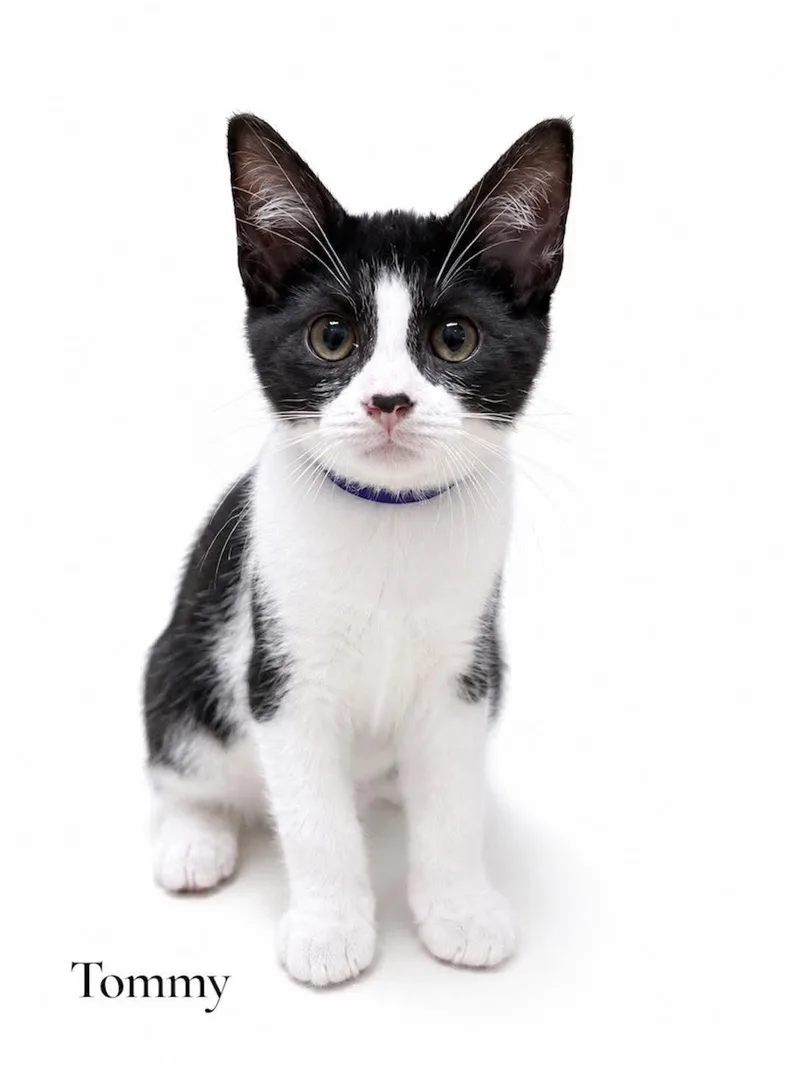 A baby medium-sized female Black & White / Tuxedo Domestic Short Hair cat named Tommy for adoption in Stevensville, MI