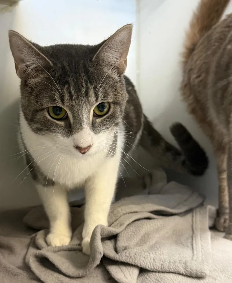 A young small-sized male Domestic Short Hair cat named Sumac for adoption in Sapulpa, OK