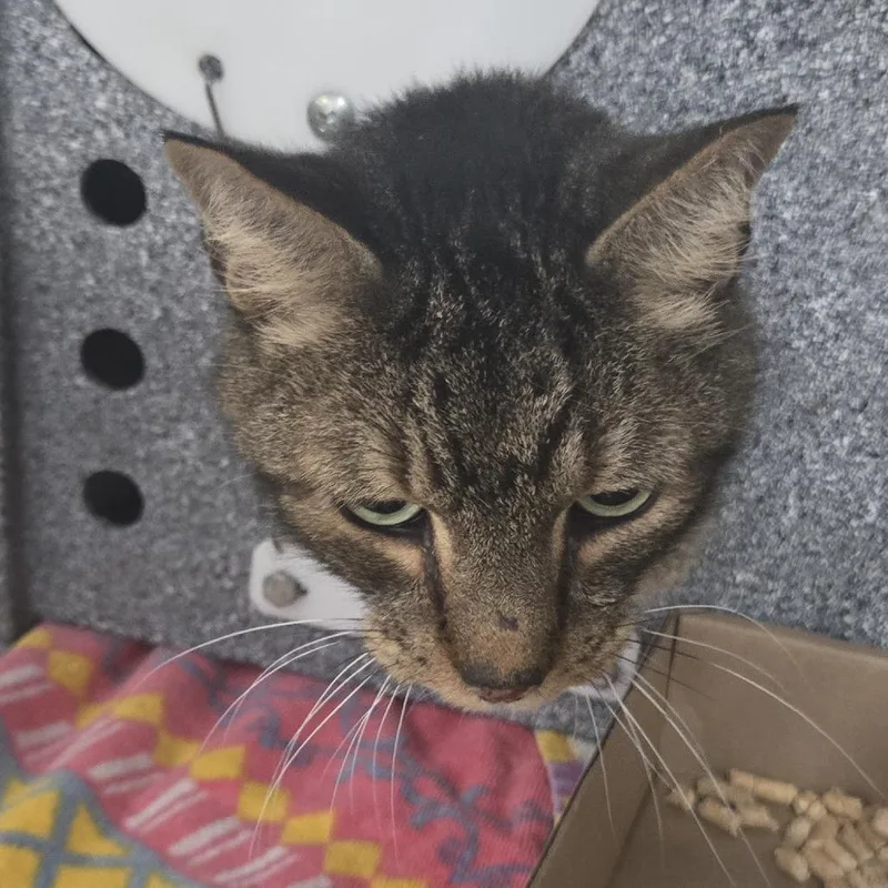 An adult large-sized male Brown / Chocolate Domestic Short Hair cat named Baby Boy for adoption in Newark, NJ