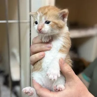 A baby small-sized male Orange / Red Domestic Short Hair cat named Monkeybars for adoption in Madison, WI