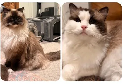 An adult small-sized female Ragdoll cat named Mama Girl for adoption in Fort Worth, TX