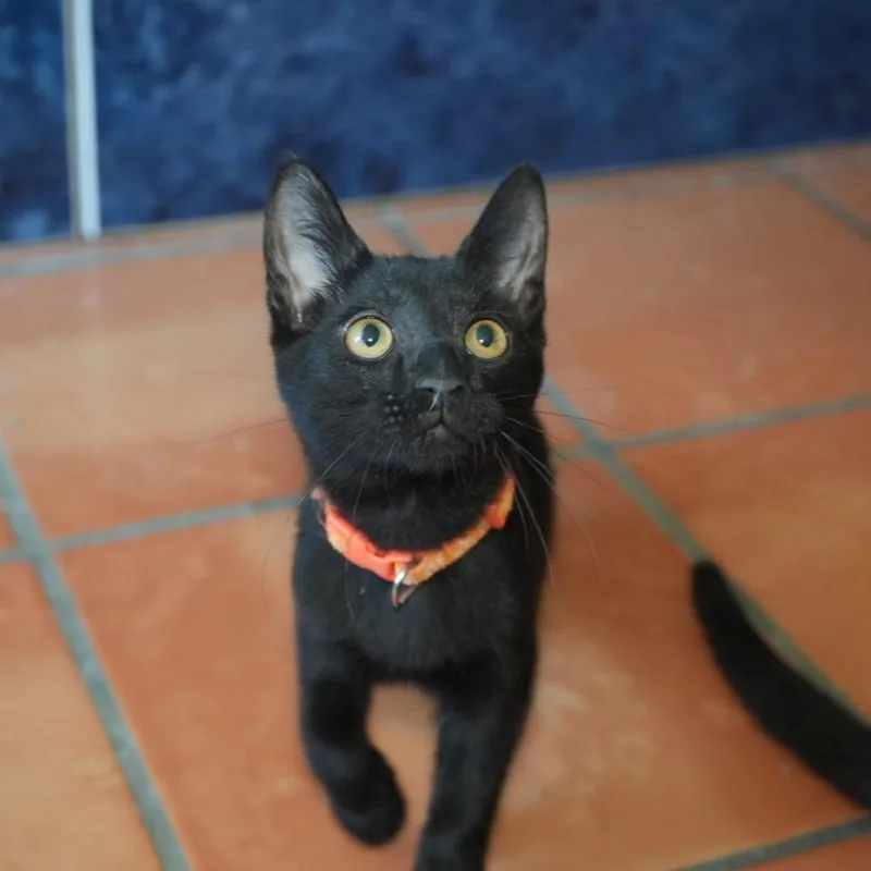 A baby medium-sized female Black Domestic Short Hair cat named Hilda for adoption in Coachella, CA