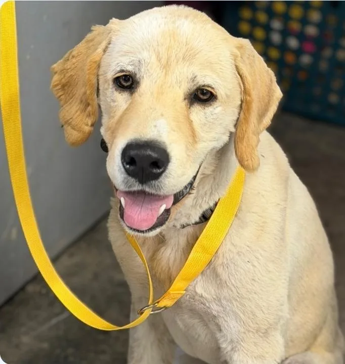 A baby large-sized male Yellow Labrador Retriever dog named Murphy for adoption in Minooka, IL