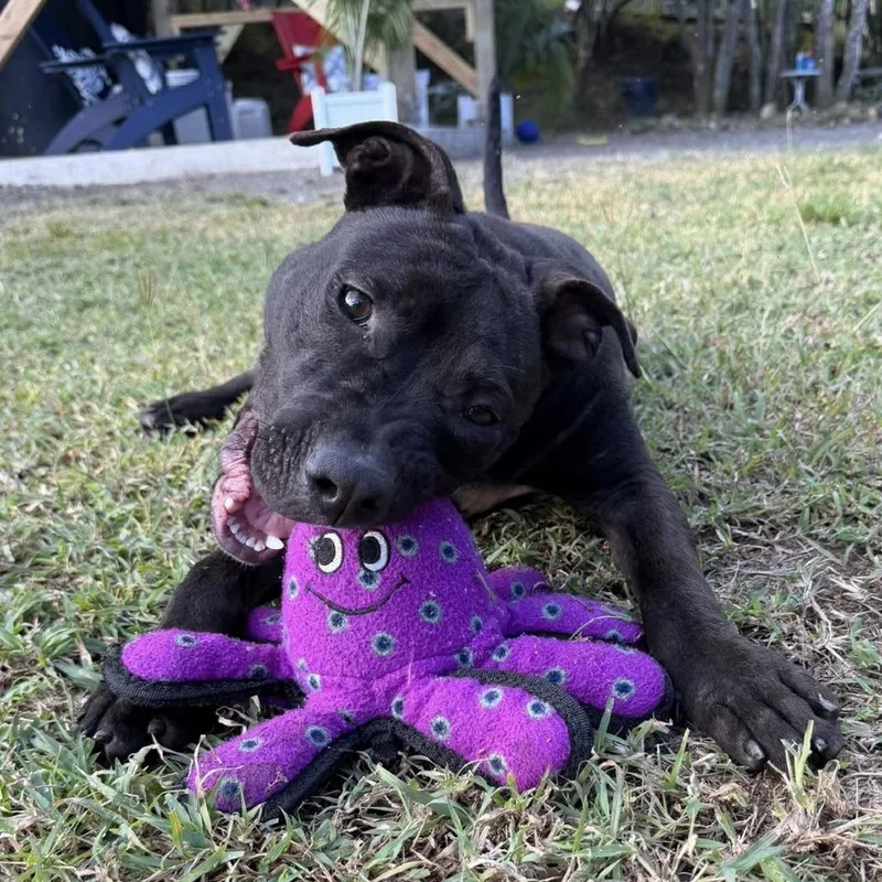 A young medium-sized male Black Terrier dog named Andrew for adoption in Mooresville, NC