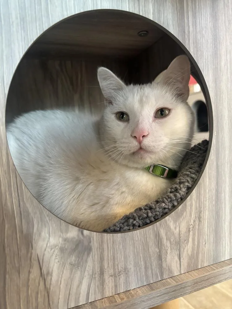 A senior large-sized male White Domestic Short Hair cat named Wiley for adoption in Wheaton, IL