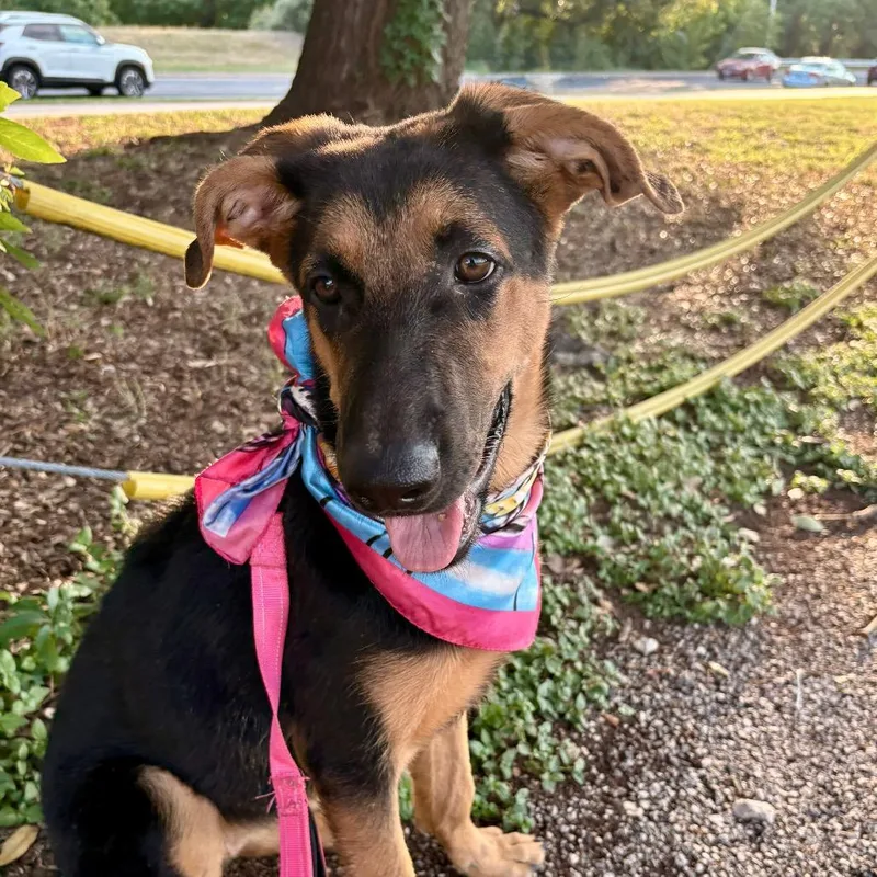 Fairy Cake thumbnail 3