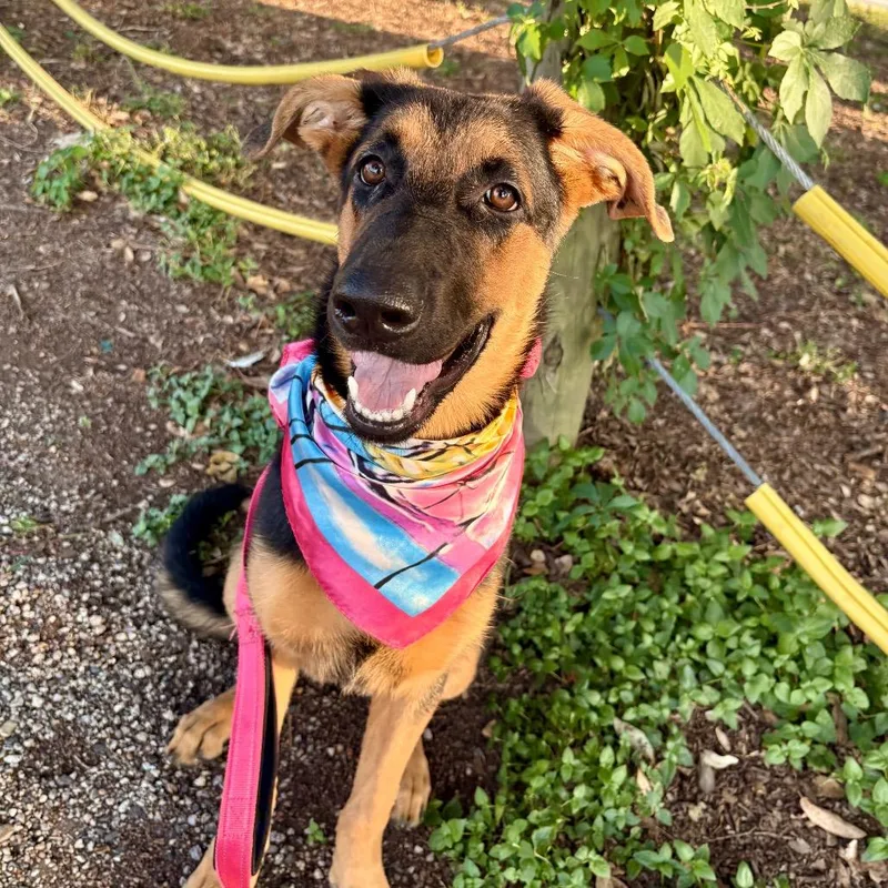 Fairy Cake thumbnail 4