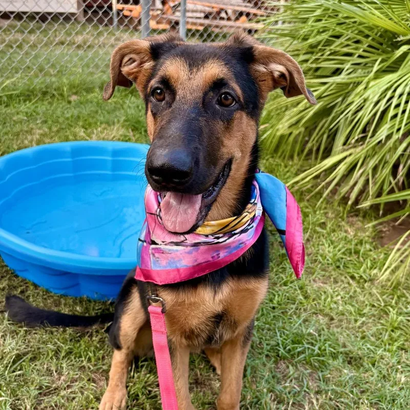 Fairy Cake thumbnail 5