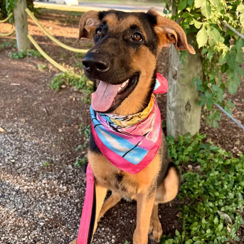 Fairy Cake thumbnail 6