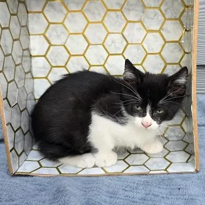 A baby small-sized male Black Domestic Short Hair cat named Emma for adoption in Houston, TX