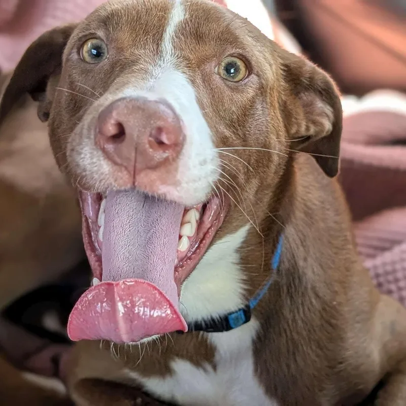 A young medium-sized female Labrador Retriever dog named Brooklyn for adoption in Cedarburg, WI