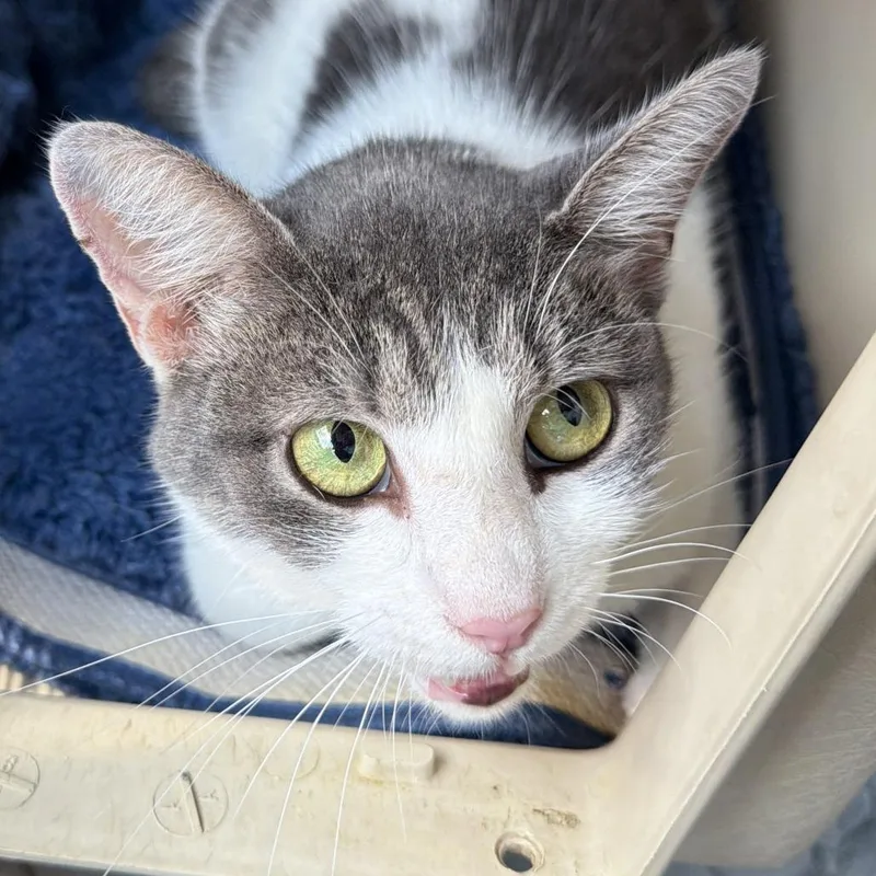 An adult medium-sized female Gray / Blue / Silver Domestic Short Hair cat named Daiquiri for adoption in Greensboro, NC