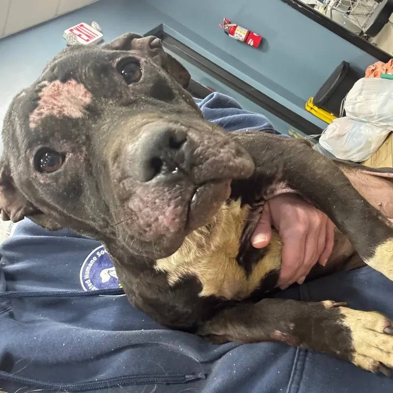 A young medium-sized male Black Pit Bull Terrier dog named Jamie for adoption in Weimar, CA