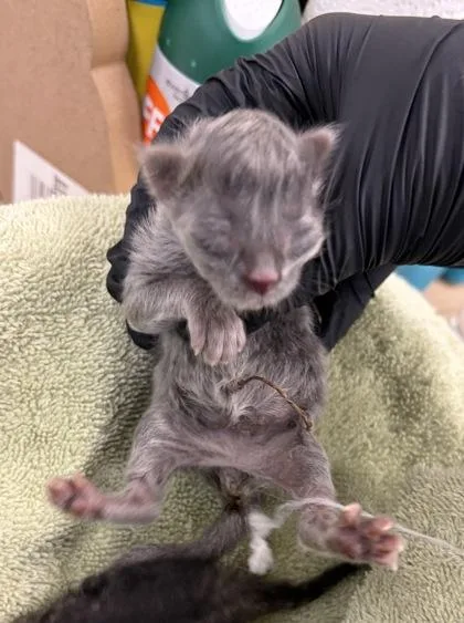 A baby small-sized male Domestic Short Hair cat named ScareBear for adoption in Fresno, CA