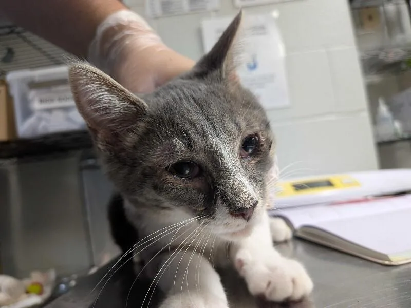 A young medium-sized male Gray / Blue / Silver Domestic Short Hair cat named Bolster for adoption in Cincinnati, OH