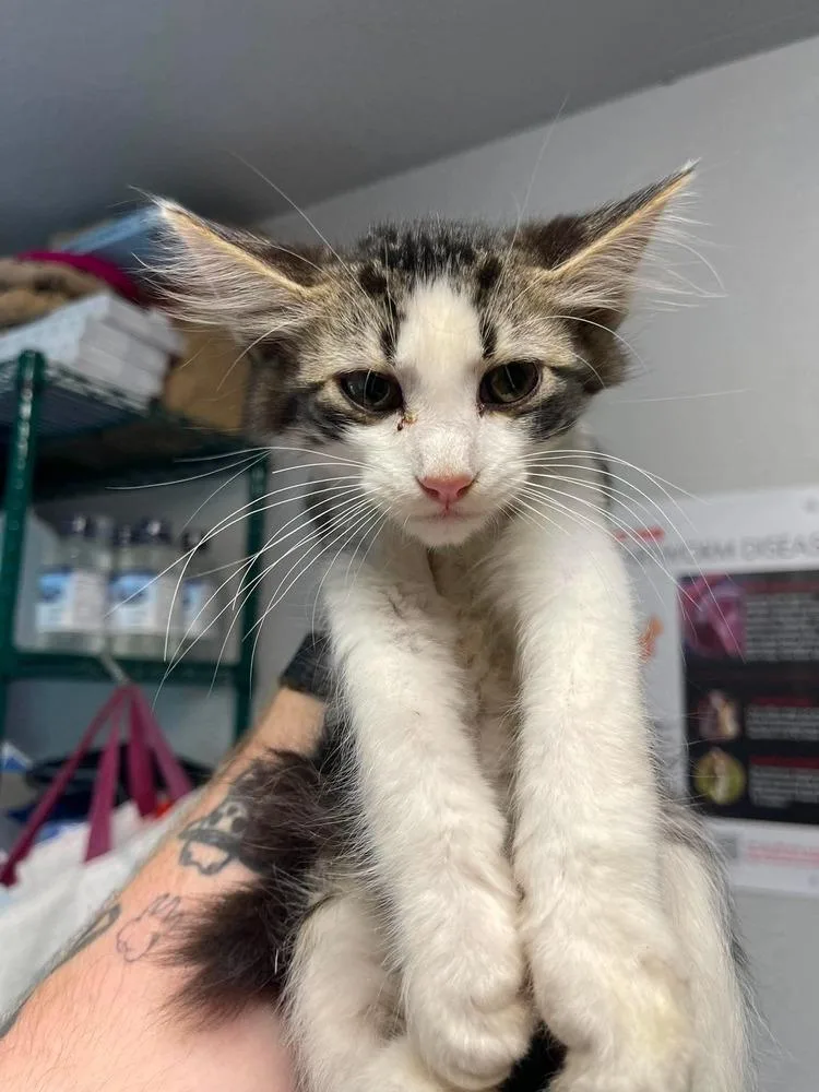 A baby medium-sized male Domestic Medium Hair cat named Downy for adoption in Bolivar, MO