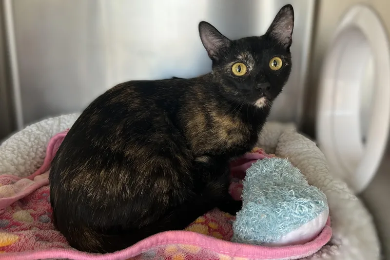 An adult medium-sized female Domestic Short Hair cat named Paloma for adoption in Fountain Hills, AZ