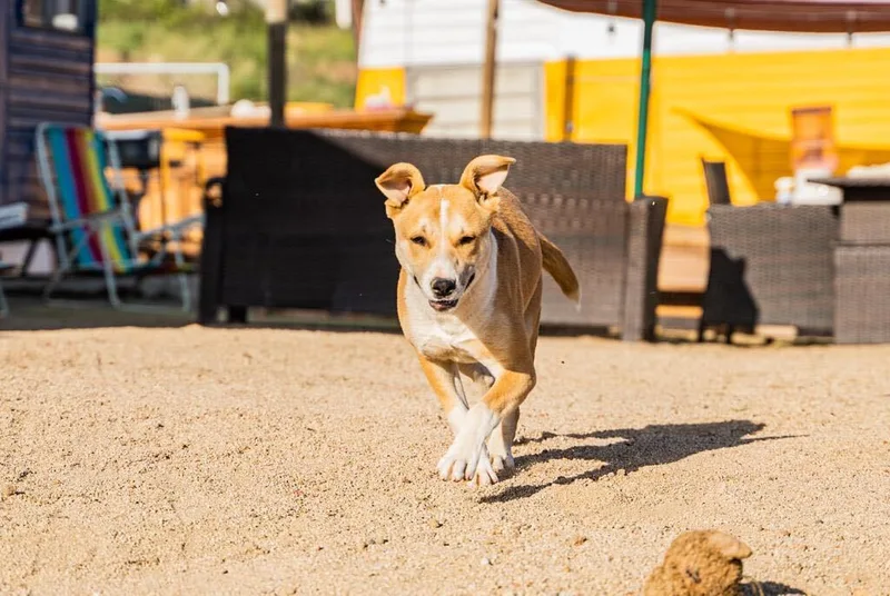 A baby small-sized female Apricot / Beige Terrier dog named Bernadette for adoption in San Ysidro, CA