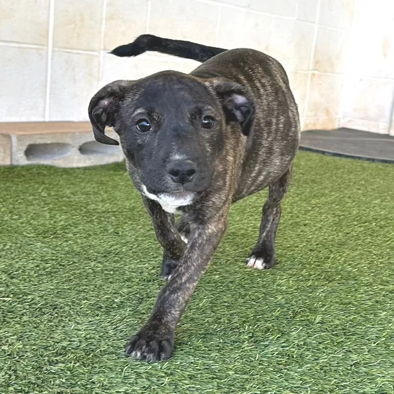 A baby medium-sized female Hound dog named R Nyx for adoption in Port Washington, NY
