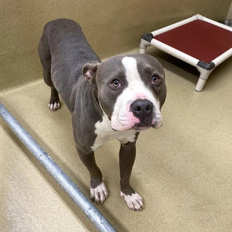 An adult medium-sized male Gray / Blue / Silver Pit Bull Terrier dog named Jupiter for adoption in Monroe, GA