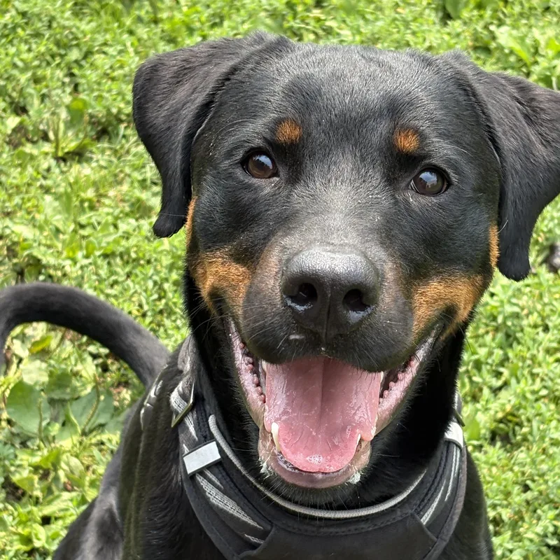 A young large-sized male Black Rottweiler dog named Howie for adoption in Yonkers, NY
