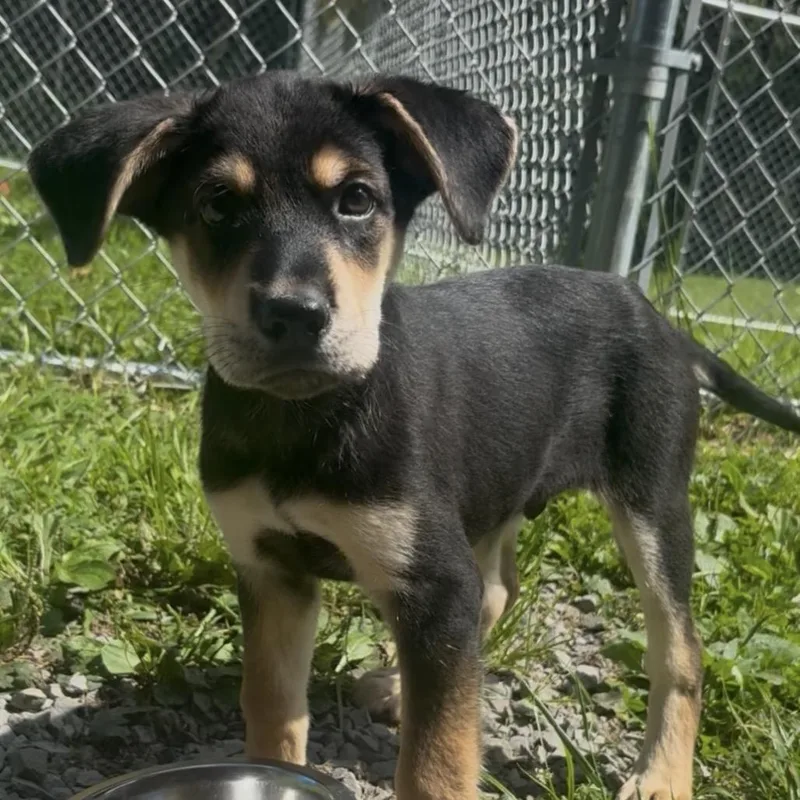 A baby small-sized male Black Treeing Walker Coonhound dog named Milo for adoption in Fairmont, WV