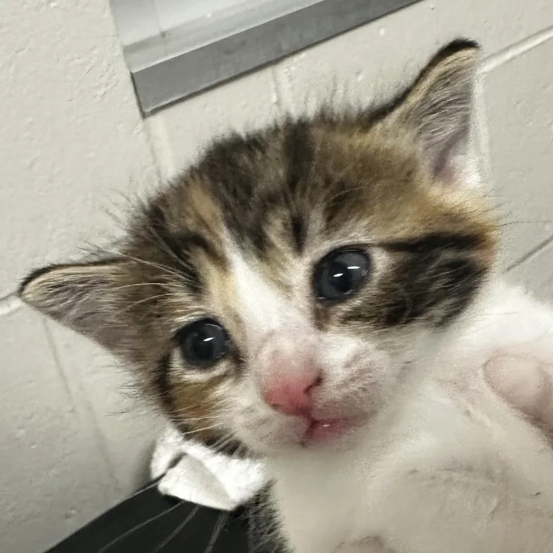 A baby small-sized female White Domestic Short Hair cat named Copious for adoption in Jacksonville, FL
