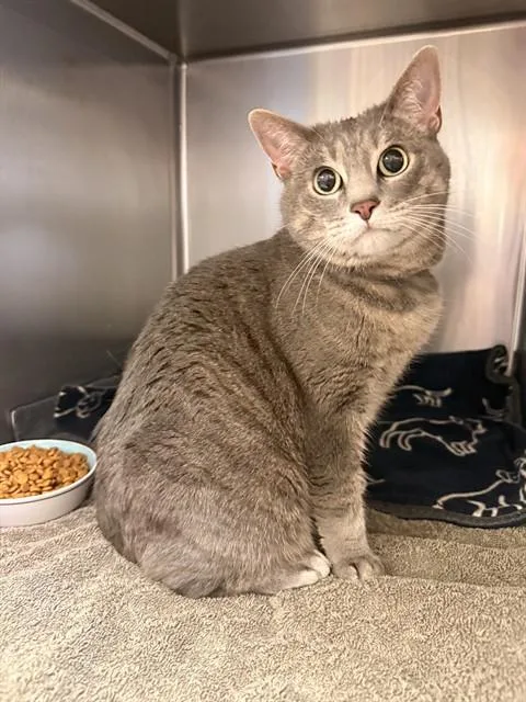 An adult large-sized female Domestic Short Hair cat named Lola for adoption in Castaic, CA