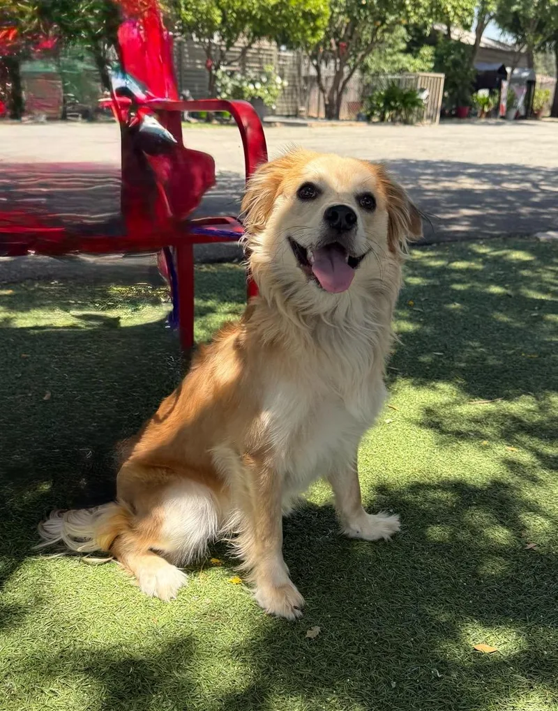 A young medium-sized male Golden Retriever dog named Finn for adoption in Temecula, CA