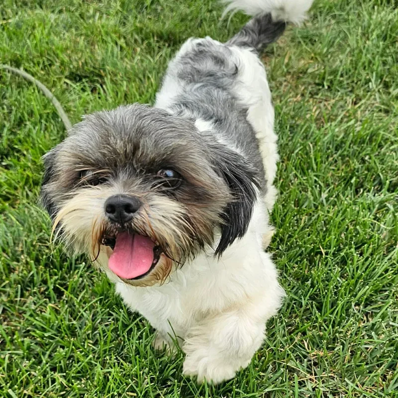 A young small-sized male Shih Tzu dog named Casey for adoption in Minooka, IL