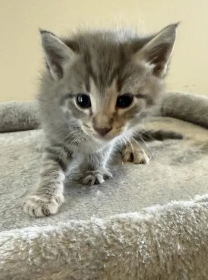 A baby small-sized female Domestic Short Hair cat named Buzz for adoption in Lawrenceville, GA