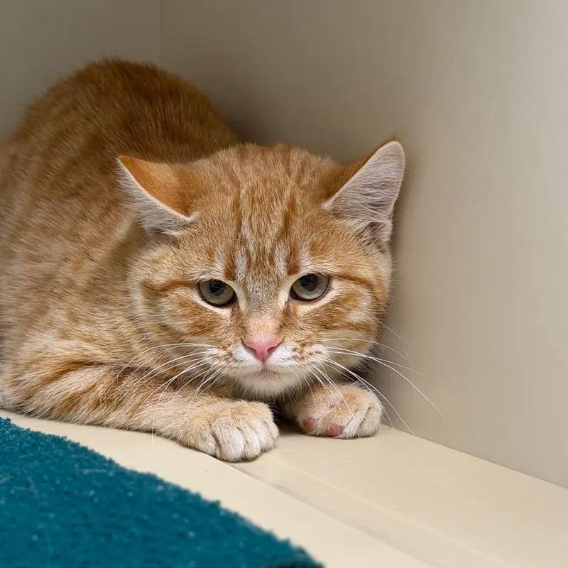 A baby small-sized male Domestic Short Hair cat named Potato for adoption in Cody, WY