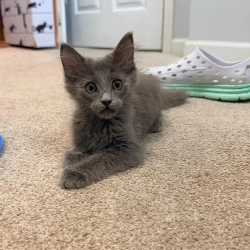 A baby small-sized male Domestic Medium Hair cat named Acorn for adoption in La Grange, KY
