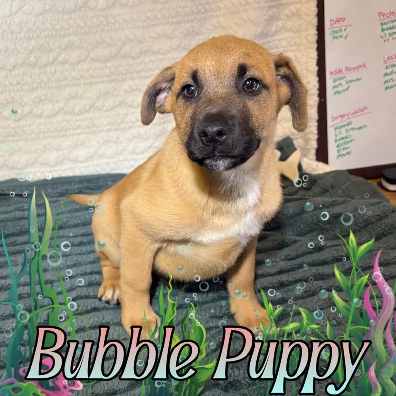 Bubble Puppy