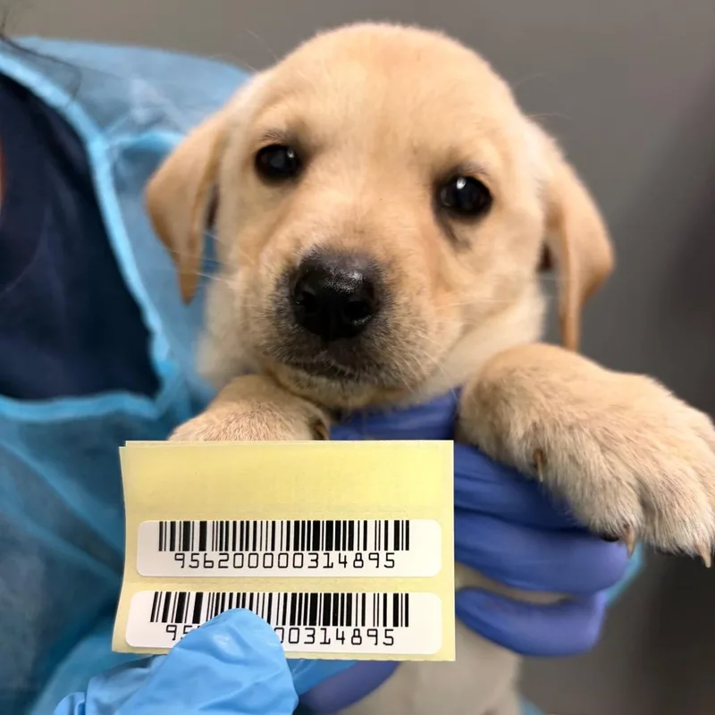 A baby small-sized male Golden Mixed Breed dog named Ardra for adoption in Charleston, WV