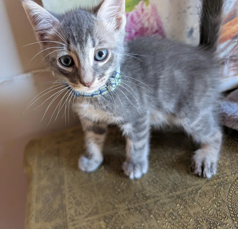 A baby small-sized male Tabby (Gray / Blue / Silver) Domestic Short Hair cat named Pompo for adoption in Bayonne, NJ