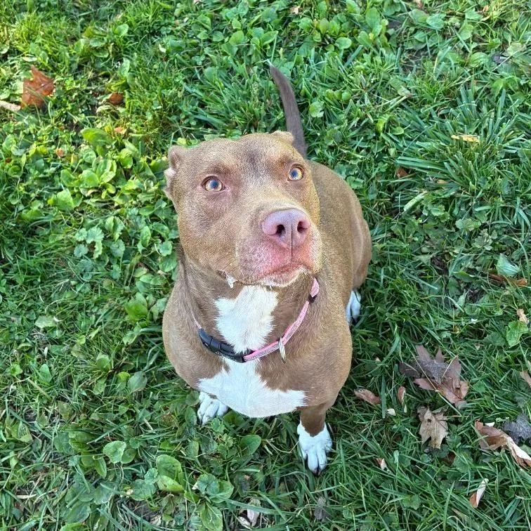 An adult medium-sized female Brown / Chocolate Mixed Breed dog named Baked Bean for adoption in Binghamton, NY