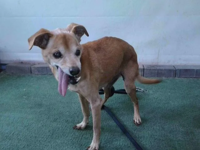 A senior medium-sized female Chihuahua dog named Bella for adoption in Baldwin Park, CA