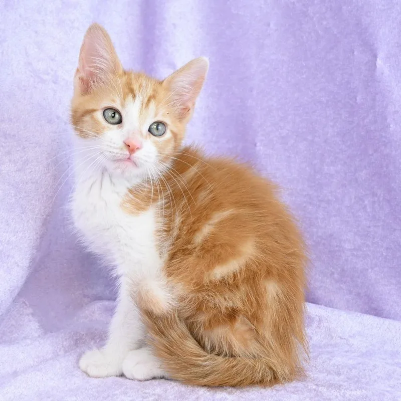 A baby small-sized male Orange / Red Domestic Short Hair cat named Cheddar for adoption in Mobile, AL