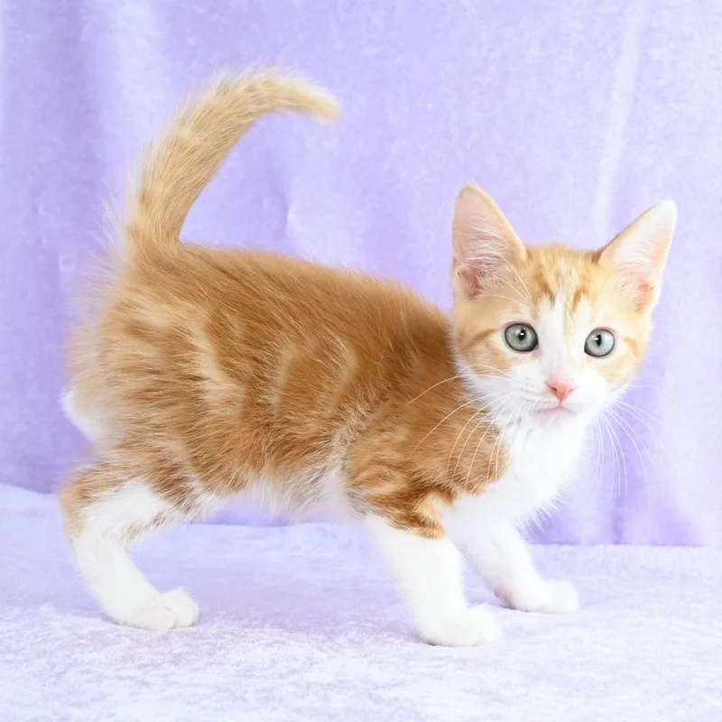 Cheddar thumbnail 2