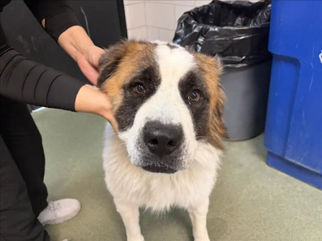 An adult large-sized male Mixed Breed dog named Chuco for adoption in Santa Fe, NM