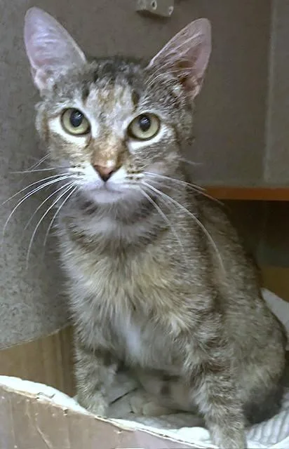 An adult medium-sized female Domestic Short Hair cat named Nutmeg for adoption in Washington, DC
